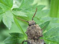 Agrypnus murinus 3, Muisgrijze kniptor, Saxifraga-Frank Dorsman Agrypnus murinus, Muisgrijze kniptorBredevoort 250411
